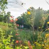 Pictured from the viewpoint looking out from a flower bed of native plants, including red, orange, and yellow flowers. Overlooking the Mangrove Walkway, where in the distance, two pedestrians walk hand in hand.