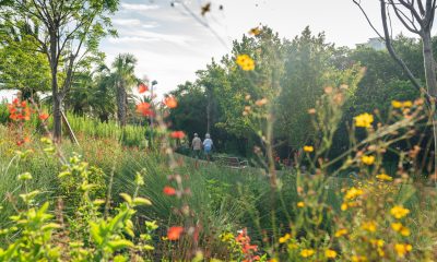 Pictured from the viewpoint looking out from a flower bed of native plants, including red, orange, and yellow flowers. Overlooking the Mangrove Walkway, where in the distance, two pedestrians walk hand in hand.