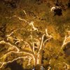 Pictured: Looking up into a live oak tree where each branch is decorated with white string lights, creating a beautiful glow against the canopy of the tree.