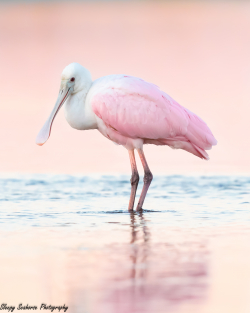 Pictured is a beautiful shot of a roseate spoonbill